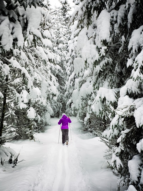 Skidåkare i skogen