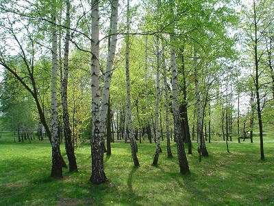 Skog med grönskande björkar